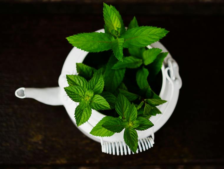 Growing Peppermint in Pot